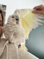 Super tamme ducorps kaketoe, Dieren en Toebehoren, Vogels | Parkieten en Papegaaien, Vrouwelijk, Papegaai, Tam