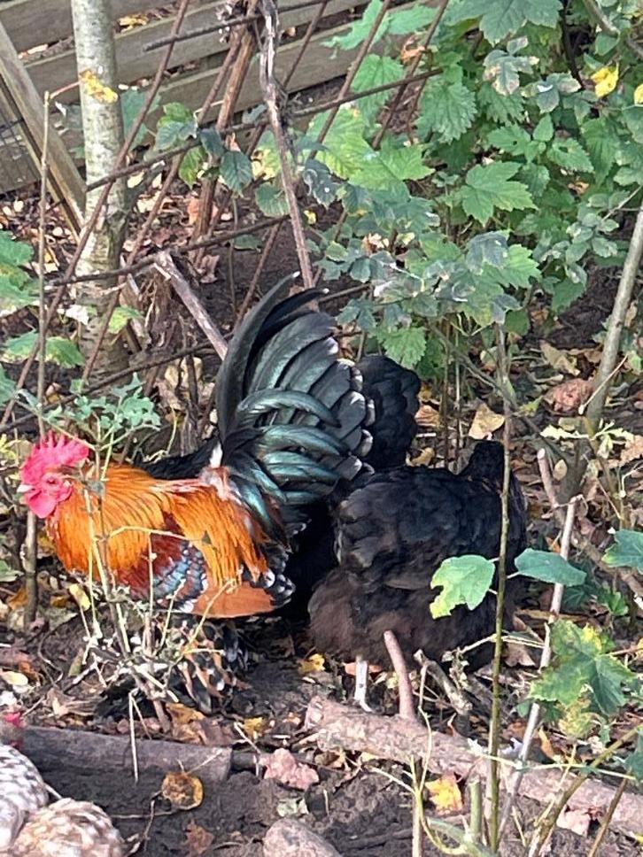 Sabelpoot haan porcelein, Dieren en Toebehoren, Pluimvee, Kip, Mannelijk