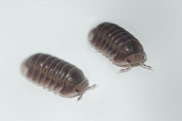 Cubaris sp. "Black Panda"  beschikbaar voor biedingen