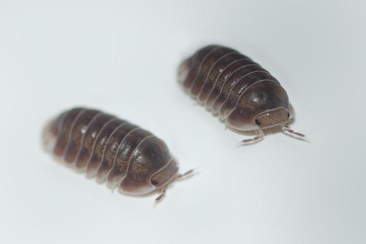 Cubaris sp. "Black Panda", Dieren en Toebehoren, Insecten en Spinnen, Overige soorten