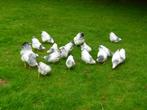 Wyandotte krielkipjes, Dieren en Toebehoren, Juli, Vrouwelijk