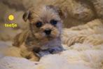Leuke kleine boomer pups., Nederland, Overige rassen, 8 tot 15 weken, CDV (hondenziekte)