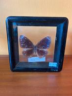 Vintage jaren 60/70 opgezette vlinder in lijst, Huis en Inrichting, Minder dan 50 cm, ?, Zo goed als nieuw, Minder dan 50 cm