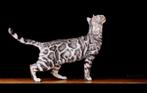 Bengaal  Deckkater Champion Silver, Dieren en Toebehoren, Katten en Kittens | Dekkaters, 0 tot 2 jaar