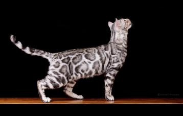 2 Bengaal  Deckkater Champion Brown, Silver  beschikbaar voor biedingen