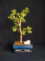 Yade bonsai, Minder dan 100 cm, Overige soorten, Ophalen