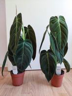 Philodendron Melanochrysum - Black Gold Philodendron H58cm, Ophalen, Overige soorten, Halfschaduw, Minder dan 100 cm