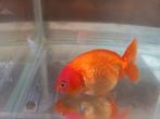 Ranchu, Dieren en Toebehoren, Vis, Zoetwatervis