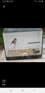 Mooi kweekkoppel noorse goudvinken, Dieren en Toebehoren, Meerdere dieren, Wildzangvogel, Geringd