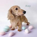 teckel / dachshund DEKREUTJES EMBARK GETEST!, Dieren en Toebehoren, Nederland, Rabiës (hondsdolheid), Reu, 1 tot 2 jaar