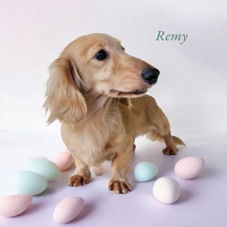 teckel / dachshund DEKREUTJES EMBARK GETEST!, Dieren en Toebehoren, Honden | Dekreuen, Reu, Fokker | Professioneel, Meerdere, Nederland