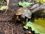 Jonge Griekse landschildpadden, Dieren en Toebehoren, Reptielen en Amfibieën, Schildpad