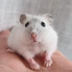 Jonge dwerghamsters handtam en kinderen gewend, Dieren en Toebehoren, Knaagdieren, Hamster, November, Meerdere dieren, Tam