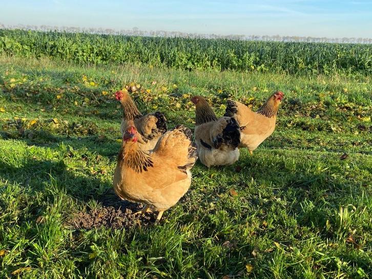 Jonge wyandotte kriel kippen Buff Columbia gesekst + ingeënt, Dieren en Toebehoren, Pluimvee, Kip, Vrouwelijk