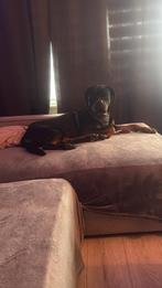 Rottweiler 1 jaar, Ophalen, Nieuw, Honden