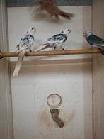 Koppel blauwbonte pennant rosella's, Dieren en Toebehoren, Meerdere dieren, Parkiet, Geringd