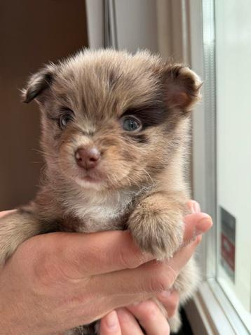 Unieke kleine Wolfspitz-mix pups zoeken een liefdevol thuis beschikbaar voor biedingen