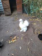 2 Zijdehoen Hanen, Dieren en Toebehoren, Pluimvee, Mannelijk, Kip