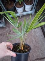 Mooie princeps x wagerianus te koop., Tuin en Terras, Ophalen of Verzenden, Volle zon, Overige soorten, 100 tot 250 cm