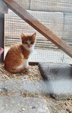 Lieve kitten (kater), Kater