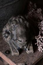 BRYNXZ Sheephead Flat Back Majestic Brown / schapenkop, Www.jufbrocante.nl, Www.jufbrocante.nl, Nieuw, Ophalen of Verzenden