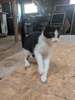 Speelse boerderijkittens – 15 weken jong, Dieren en Toebehoren, Katten en Kittens | Overige Katten, Meerdere dieren