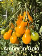 Amber in gold - tomaat zaden en vele andere soorten tomaten., Ophalen of Verzenden, Voorjaar, Volle zon, Zaad