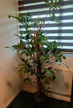 Philodendron pedatum ( Lengte +/- 190 cm.), Groene kamerplant, Ophalen, Halfschaduw, 150 tot 200 cm