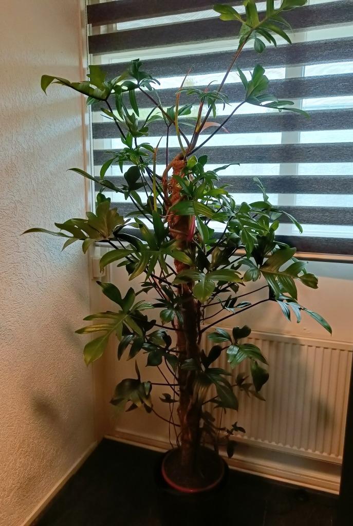 Philodendron pedatum ( Lengte +/- 190 cm.), Huis en Inrichting, Kamerplanten, 150 tot 200 cm, Groene kamerplant, Halfschaduw, Ophalen
