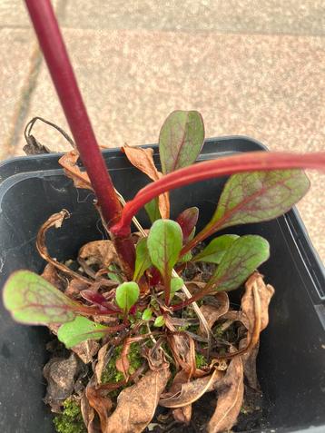 Penstemon Dark Towers beschikbaar voor biedingen