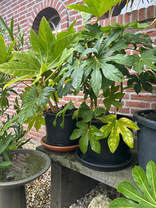 fatsia japonica vinger plant voor buiten, Tuin en Terras, Planten | Tuinplanten, Vaste plant, Overige soorten, Halfschaduw, Zomer