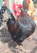 Kippenopvang zoekt goede plek voor deze leuke krielhaan!, Dieren en Toebehoren, Pluimvee, Mannelijk, Kip