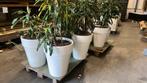 Witte terracotta potten 60 hoog, Ophalen of Verzenden, Zo goed als nieuw, Rond, Steen