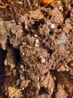 Cubaris sp white shark, Overige soorten