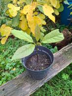 Uit de biologische moestuin: Walnotenboompje, Bloeit niet, Halfschaduw, Minder dan 100 cm, Overige soorten