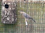 Pagodespreeuwen, Geslacht onbekend, Tropenvogel
