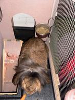 Aardige bruine konijn zoekt nieuwe huis, Ophalen, Kooi, Konijn, Minder dan 60 cm