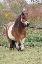 Super knappe shetlander merrie project, Dieren en Toebehoren, Paarden en Pony's | Dekhengsten en Fokmerries, Merrie