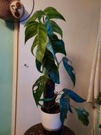 epipremnum pinnatum variegata stekken, Huis en Inrichting, Kamerplanten, Ophalen of Verzenden, Halfschaduw, Minder dan 100 cm