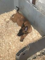mechelse herder pups van zeer goede afkomst top bloedlijn, Rabiës (hondsdolheid), 8 tot 15 weken, Meerdere, Meerdere dieren