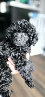 toy poedels, Dieren en Toebehoren, Honden | Chihuahua's en Gezelschapshonden, Poedel, CDV (hondenziekte), 8 tot 15 weken, Teef