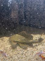 Pleco +- 25 cm, Dieren en Toebehoren, Vis