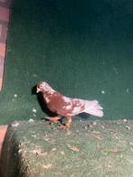 Sierduiven, Dieren en Toebehoren, Vogels | Duiven, Meerdere dieren, Overige soorten