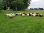 Witte texelaar rammen en Blauwe Ram, Dieren en Toebehoren, Schapen, Geiten en Varkens, Meerdere dieren, Schaap, 0 tot 2 jaar