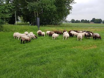Witte texelaar en Blauwe Rammen en Ooien beschikbaar voor biedingen