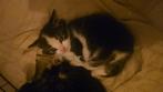 Lieve kittens zoeken goed huisje., Dieren en Toebehoren, Katten en Kittens | Overige Katten, Meerdere dieren