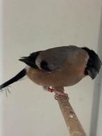 Noorse goudvink - pyrrhula pyrrhula, Vrouwelijk, Wildzangvogel, Geringd