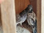 Hoogvligers (pakistani), Dieren en Toebehoren, Vogels | Duiven, Meerdere dieren, Postduif
