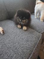 Pomeriaan pups met stamboom, Dieren en Toebehoren, Honden | Poolhonden, Keeshonden en Oertypen, 15 weken tot 1 jaar, Meerdere