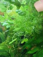 aquariumplanten braziliaanze klimop tropisch mooie stekken, Ophalen, Nieuw, Plant(en), Steen of Hout